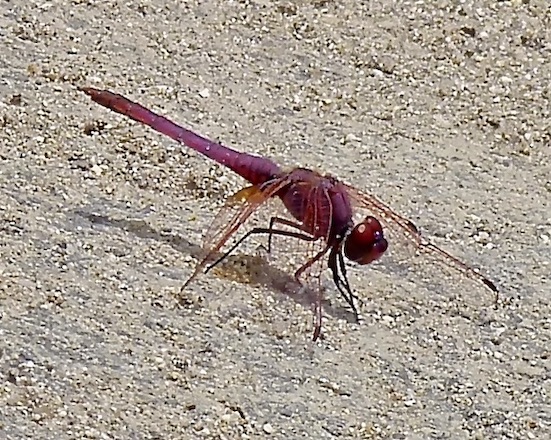 violet dropwing